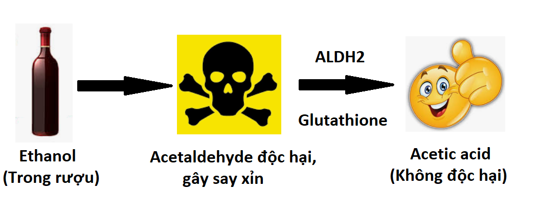 Cơ chế chuyển hóa của rượu bia trong cơ thể