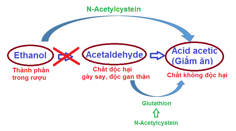 Cơ chế tác dụng của N-Acetylcysteine