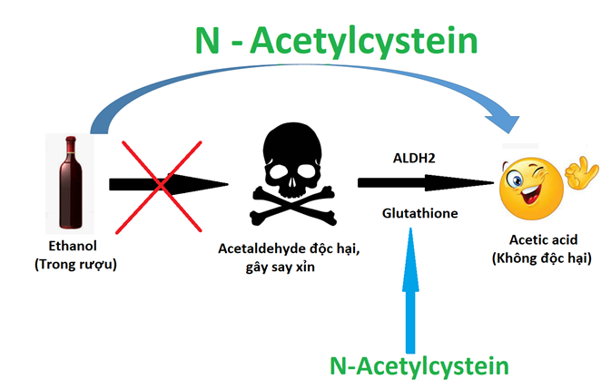 Cơ chế tác dụng của  N-Acetylcystein