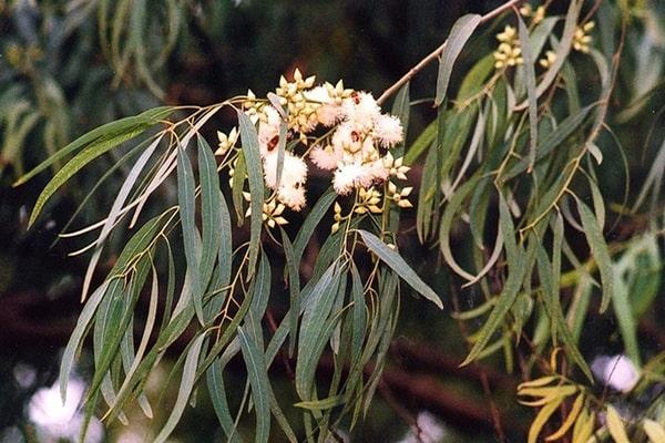 BoniDetox có chứa lá bạch đàn.