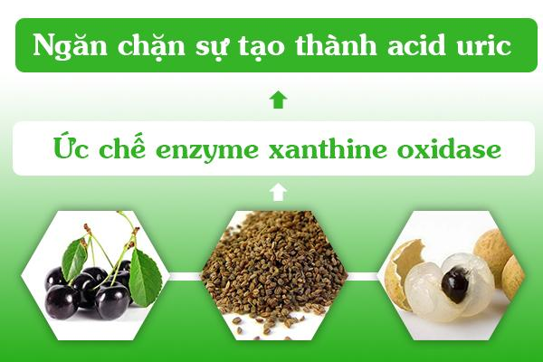 Các thảo dược có tác dụng tốt giúp ức chế enzyme xanthine oxidase