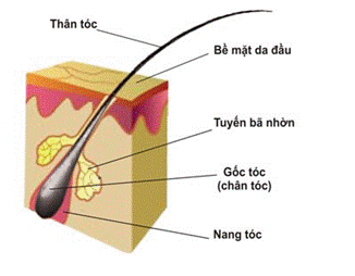 Tìm hiểu về tóc bạc: Cơ chế, nguyên nhân, giải pháp khắc phục