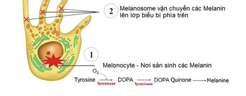 Các tế bào melanocyte sản xuất ra các melanin