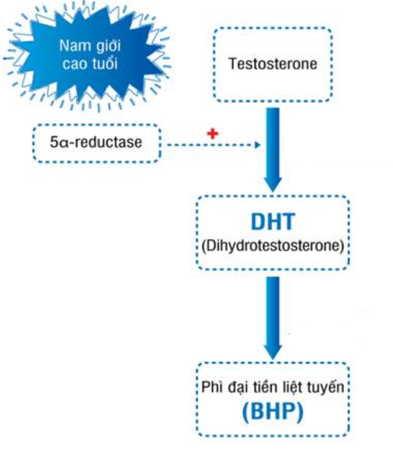 Sự tăng sinh enzym 5α-reductase là nguyên nhân hàng đầu gây bệnh phì đại tuyến tiền liệt