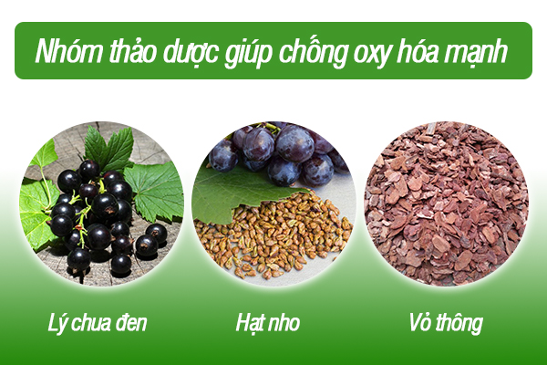 Nhóm thảo dược giúp chống oxy hóa mạnh