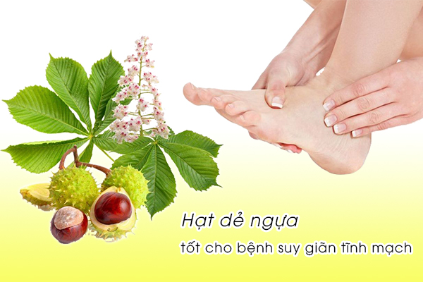 Hạt dẻ ngựa là một trong những thảo dược tốt cho bệnh suy giãn tĩnh mạch