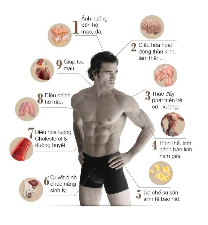 tầm quan trọng của testosteron