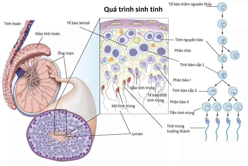 quá trình sinh tinh tại ống sinh tinh