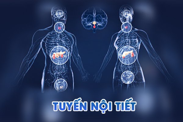 Bạn biết gì về các tuyến nội tiết trong cơ thể?