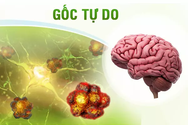 Gốc tự do: Khái niệm, nguồn gốc và những tác hại với sức khỏe