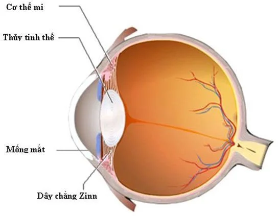 Cấu tạo của mắt