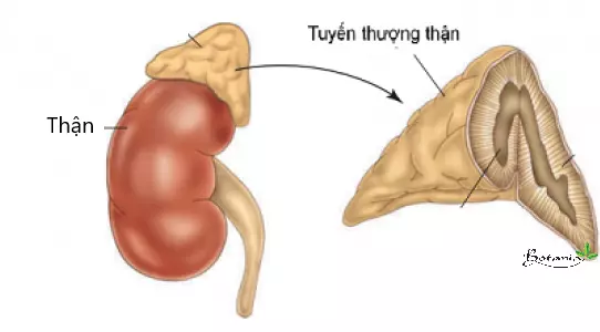 Hình ảnh tuyến thượng thận