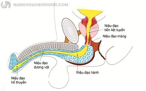 Hình ảnh của niệu đạo