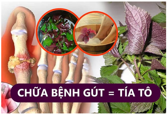 Tía tô giúp hạ acid uric, giảm đau, giảm viêm