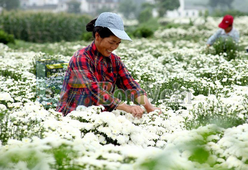 An Giang: Hết nặng chân, tê bì chân nhờ BoniVein